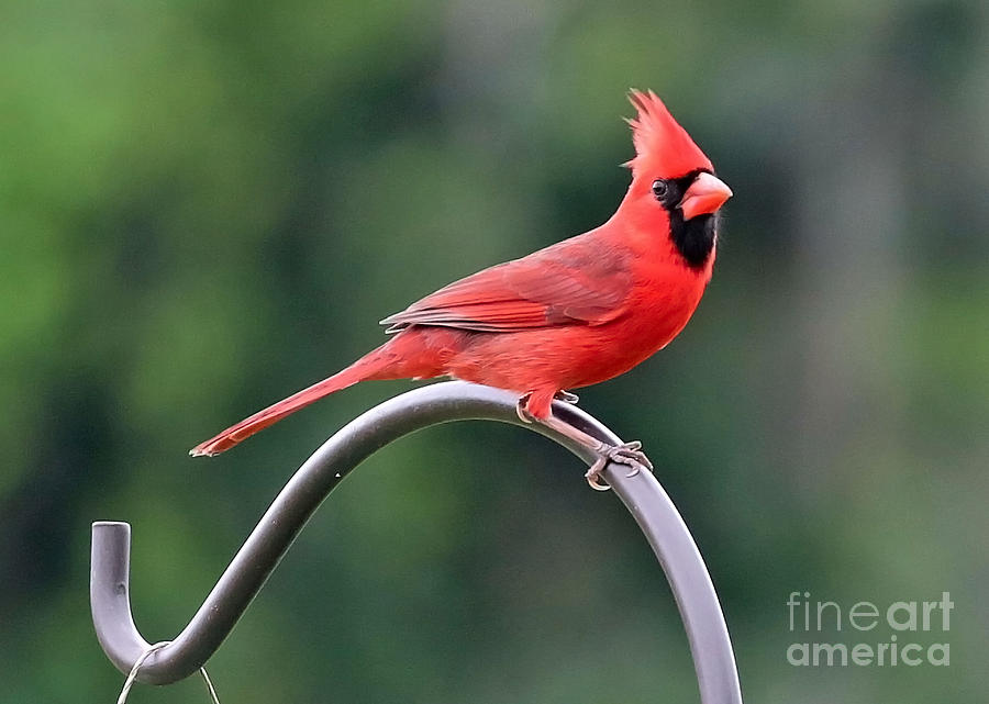 Beautiful Cardinal Photograph by Carol Groenen