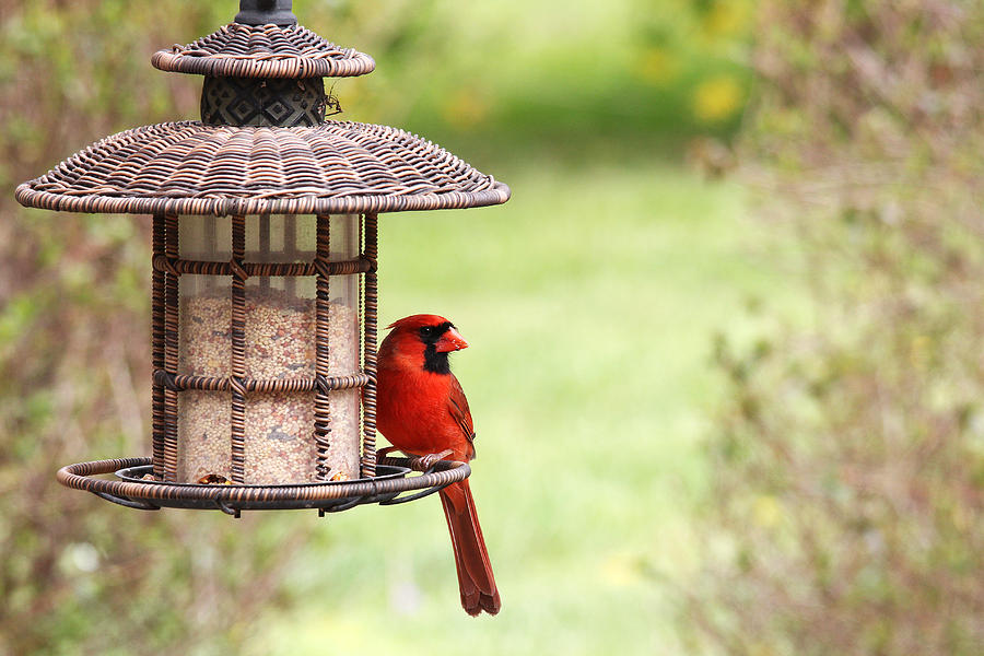 Beautiful Cardinal Photograph by Trina  Ansel