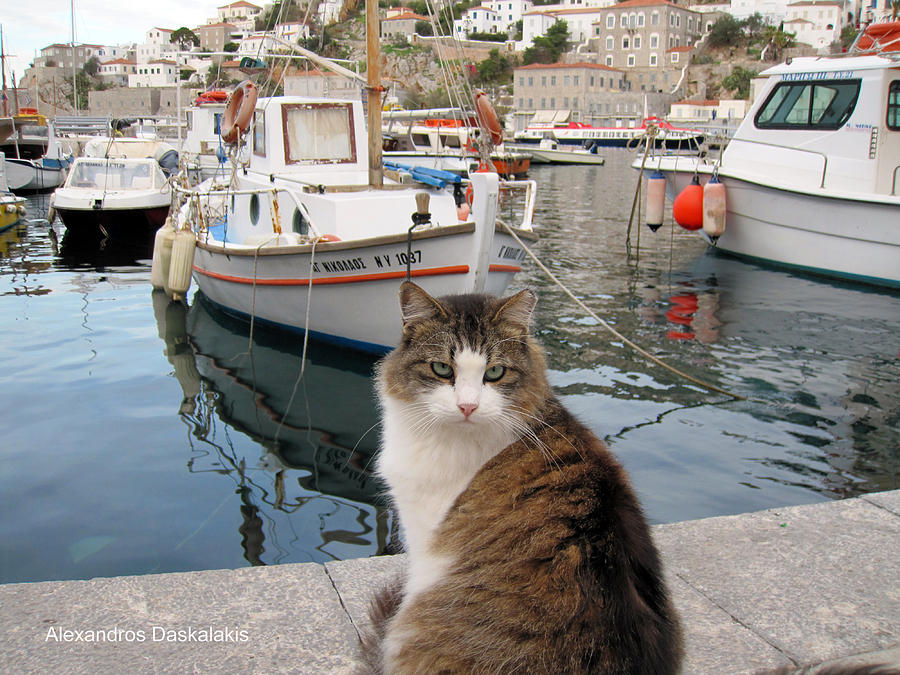 Beautiful Cat in Hydra Photograph by Alexandros Daskalakis