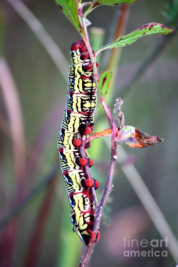 Insects Photograph - Beautiful Caterpillar by Carol Groenen