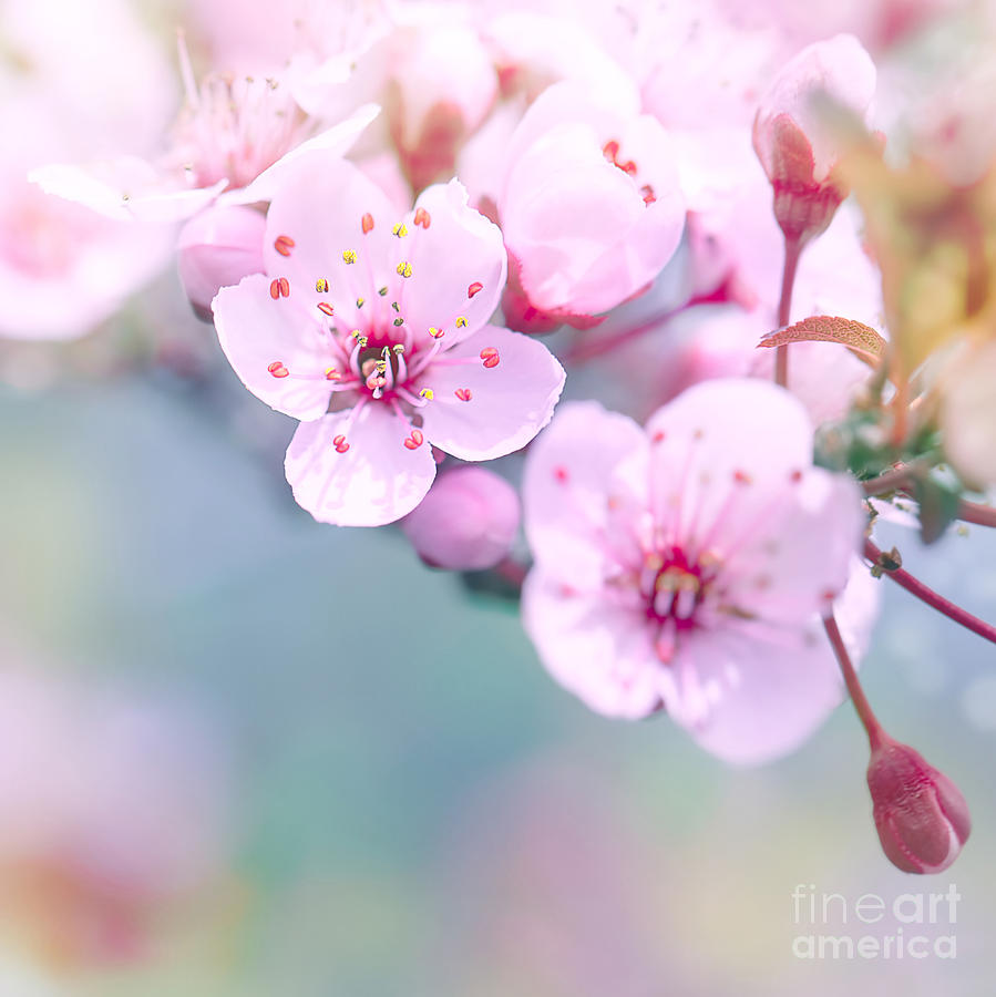 Beautiful Cherry Blossom Border Photograph By Anna Om