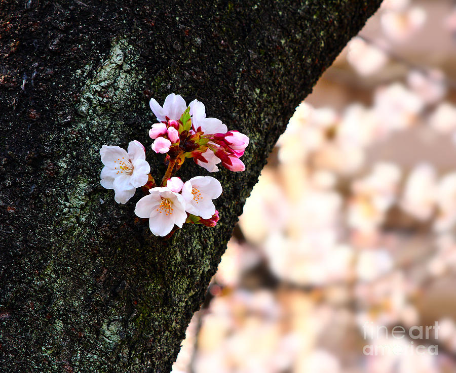 Beautiful Cherry Blossoms Blooming from Tree Trunk Photograph by Beverly Claire Kaiya