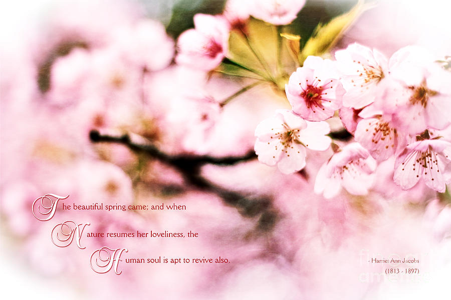 Beautiful Cherry Blossoms in Spring When Nature Resumes Her Love Photograph by Beverly Claire Kaiya