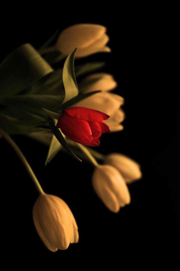 Spring Photograph - Beautiful clear bronzed effect tulip bouquet by Matthew Gibson