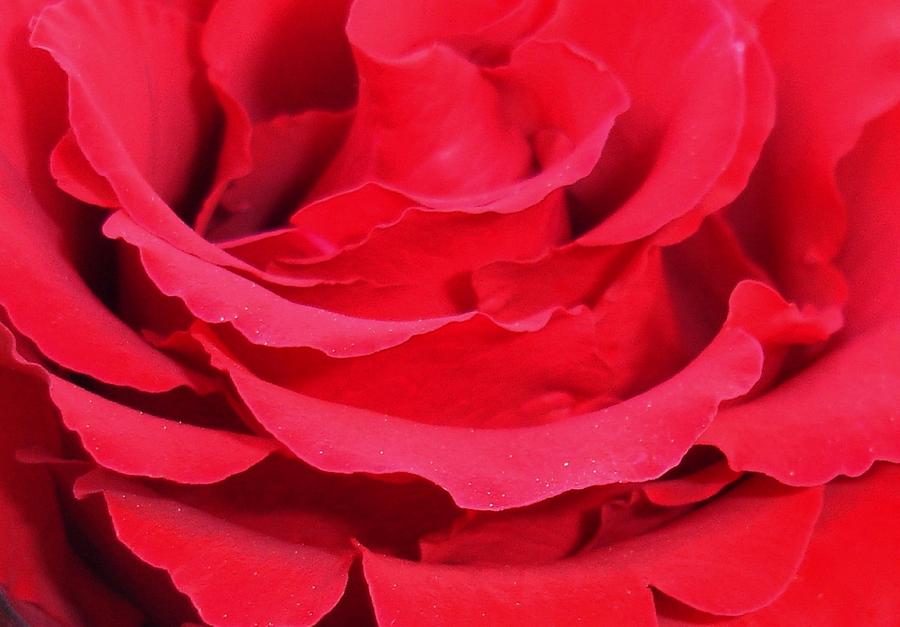 Beautiful Close Up Of Red Rose Petals  Photograph by Taiche Acrylic Art