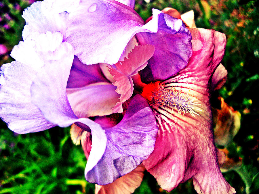 Iris Photograph - Beautiful Color by Kevin D Davis