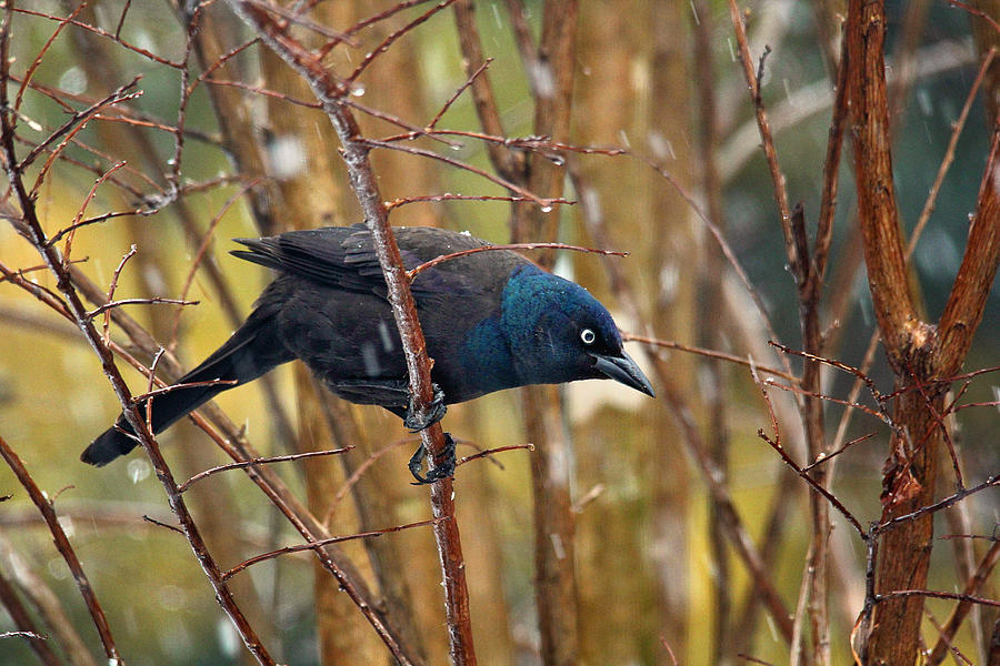 Beautiful Common Grackle Photograph by Trina  Ansel