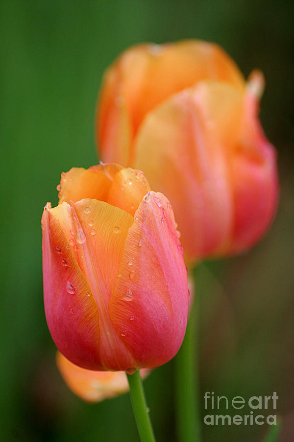 Beautiful Coral Tulips Photograph by Living Color Photography Lorraine Lynch