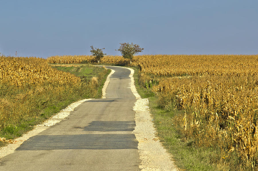 Beautiful countryside road through cornfields Photograph by Brch Photography