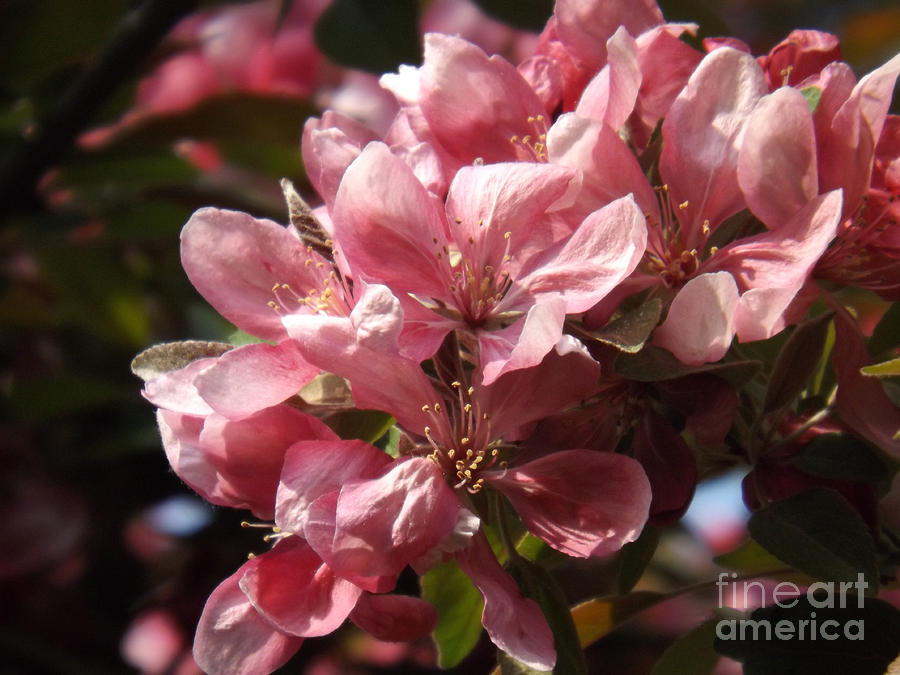 Beautiful Crab Apple Blossoms Photograph by Brenda Brown