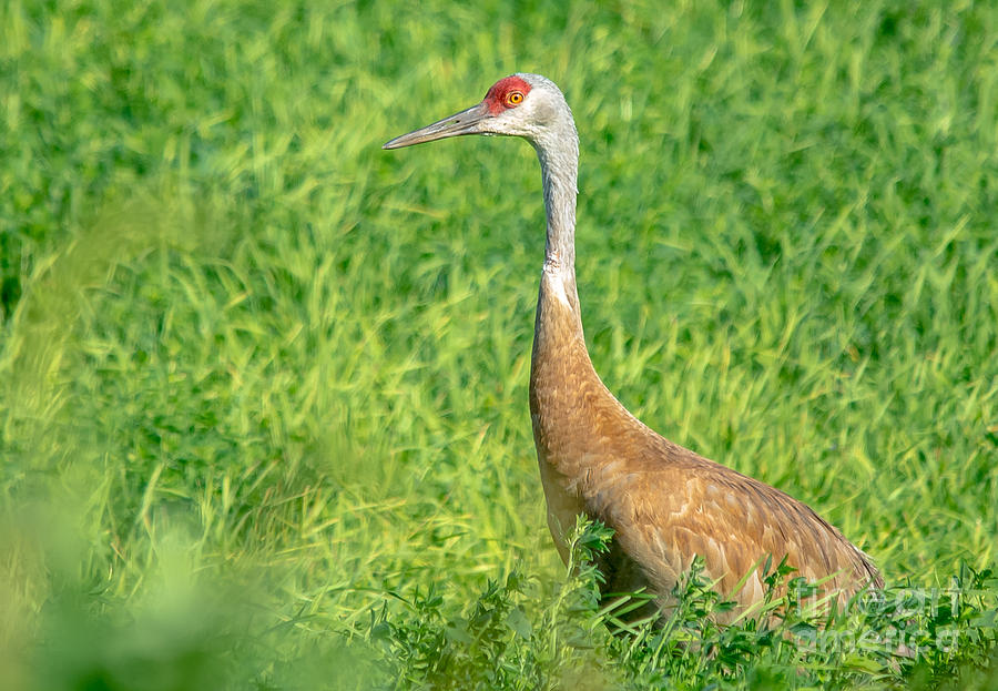 Beautiful Crane Photograph