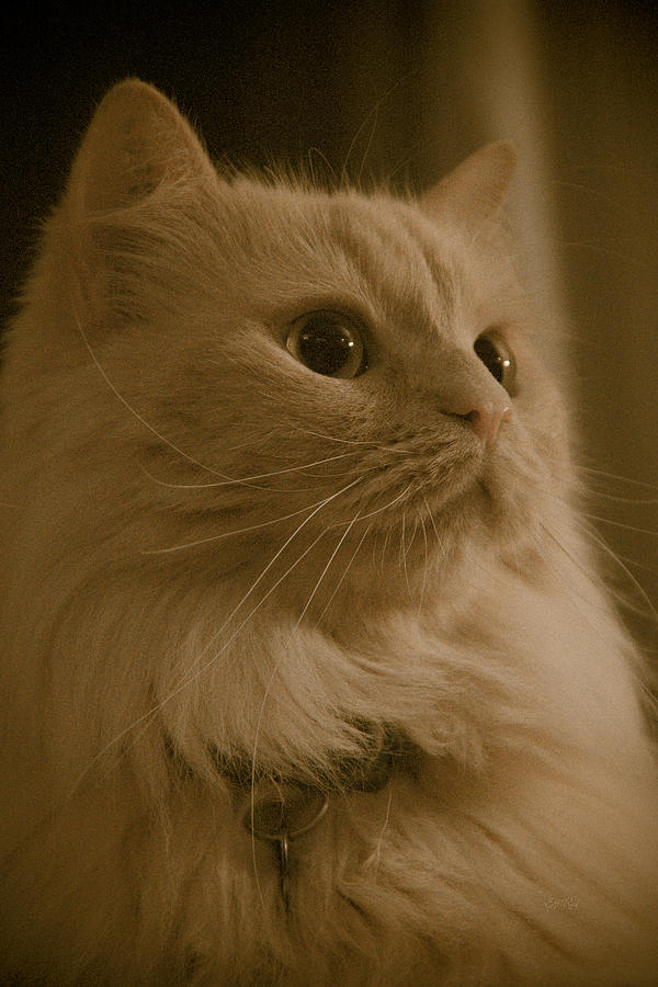 Beautiful creamy Persian cat mix portrait Photograph by Eti Reid
