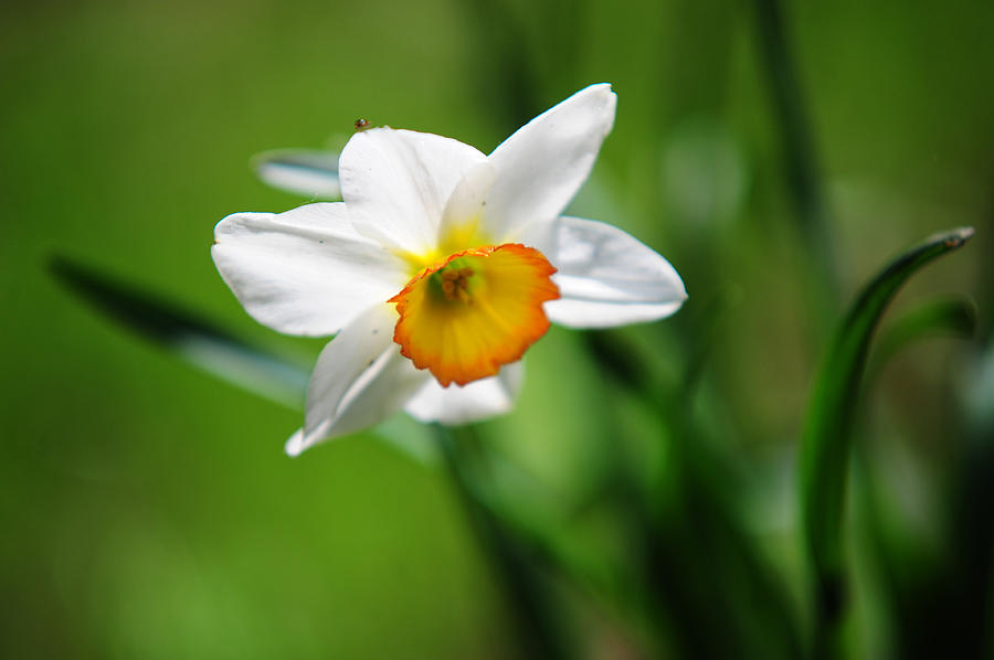 Beautiful Daffodil Photograph by Jenny Rainbow Beautiful Daffodil Photograph by Jenny Rainbow