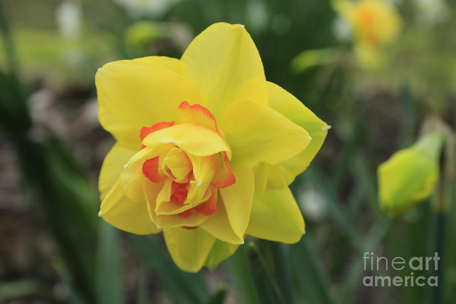Flowers Still Life Photograph - Beautiful Daffodil by Kathy DesJardins