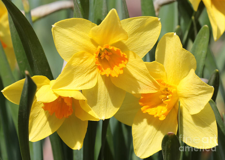 Spring Photograph - Beautiful Daffodils by Carol Groenen