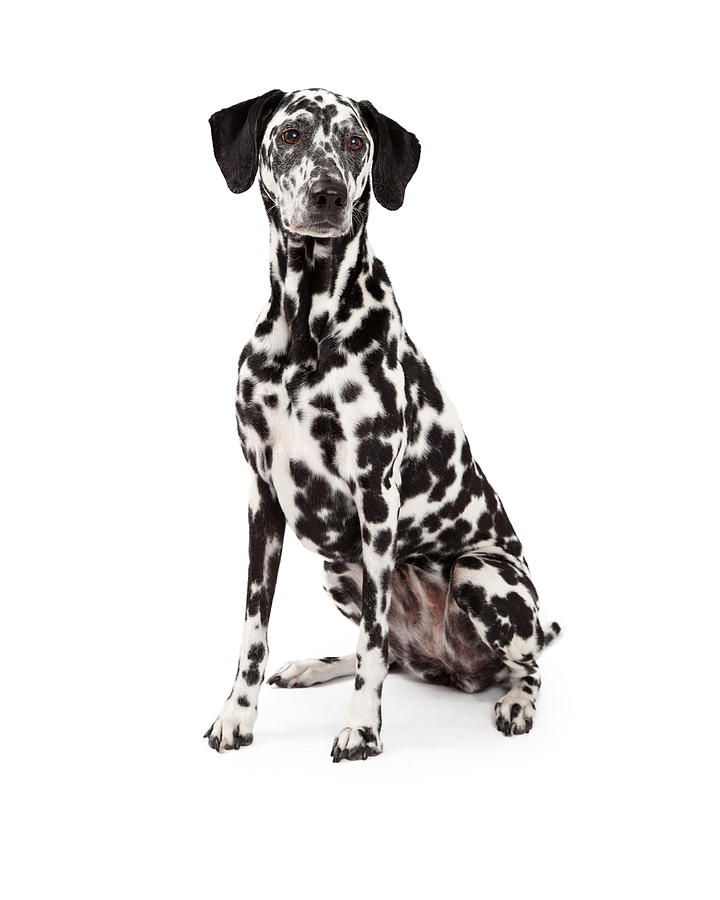 Animal Photograph - Beautiful Dalmatian Dog Sitting by Good Focused