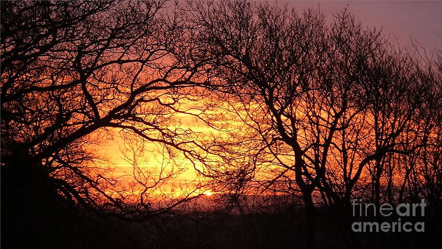 Fiery Dawn Trees Photograph