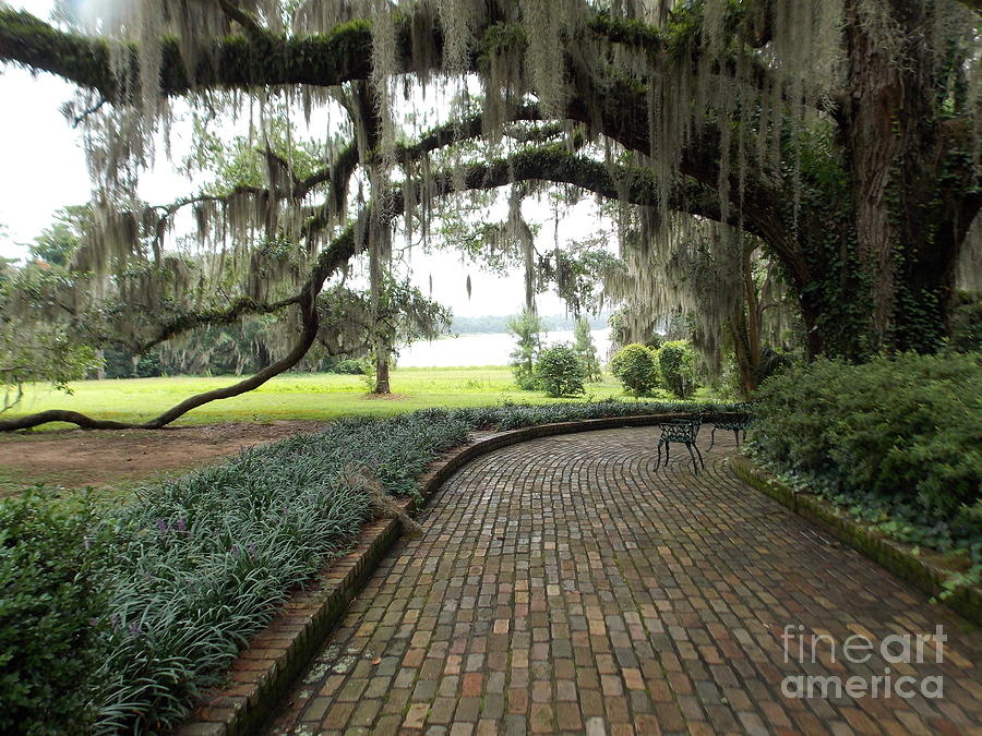Oak Tree Photograph - Beautiful Day at Maclay Gardens by Annette Allman