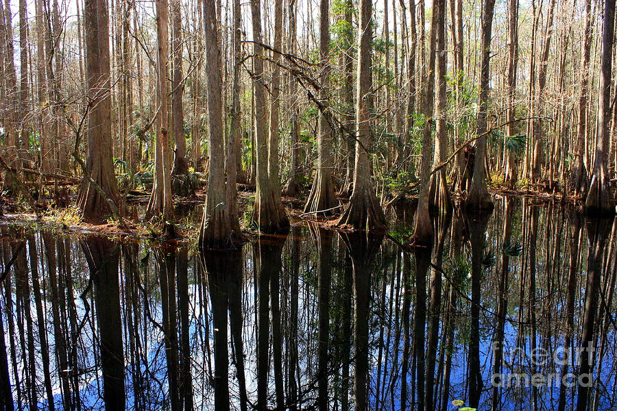 Beautiful Day in the Cypress Swamp Photograph by Carol Groenen