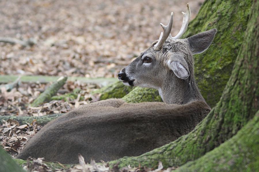 Beautiful Deer Photograph by Paulette Thomas - Fine Art America