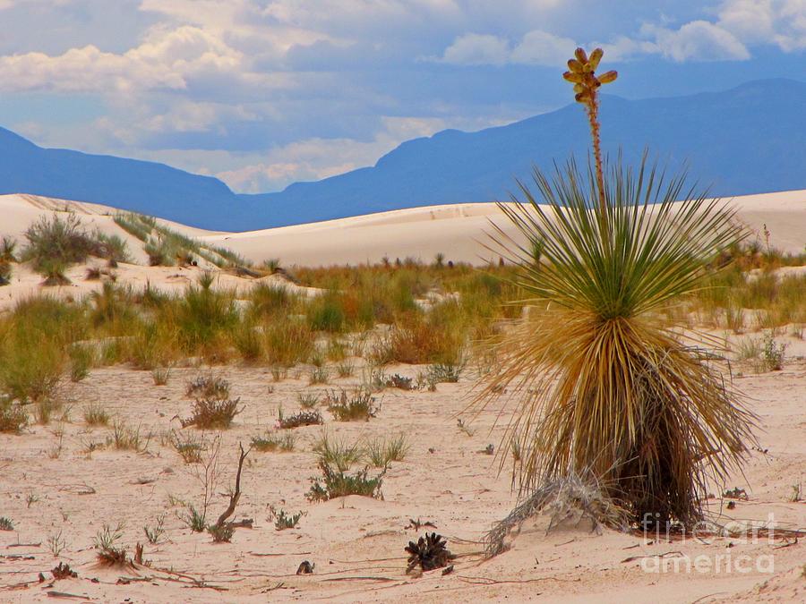 Beautiful Desert Painting by John Malone - Fine Art America