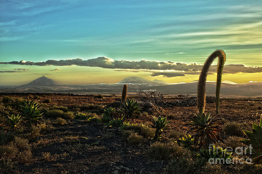 Canary Digital Art - Beautiful desert landscape by Patricia Hofmeester