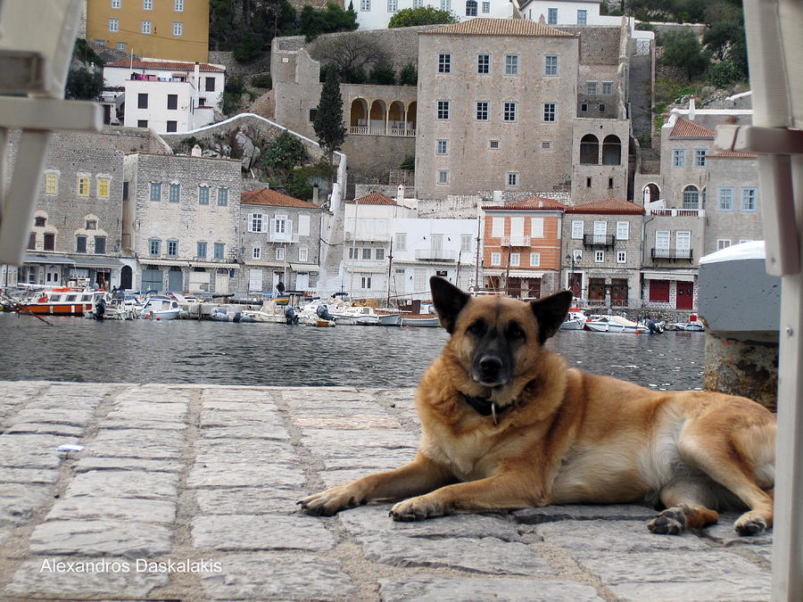 Beautiful Dog Photograph by Alexandros Daskalakis