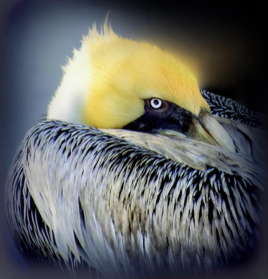 Pelican Photograph - Beautiful Dreamer by Karen Wiles