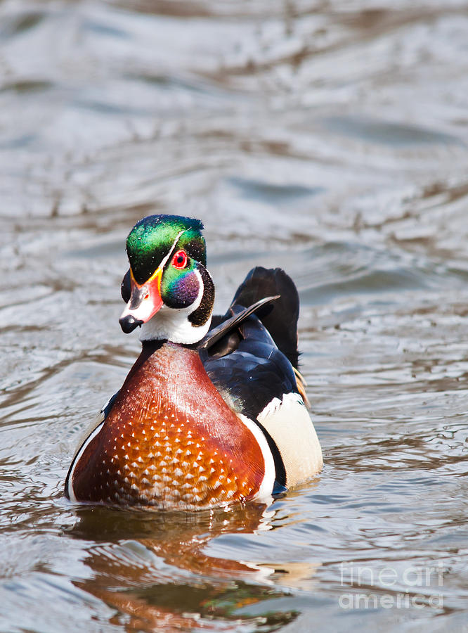 Beautiful Duck Photograph by Cheryl Baxter