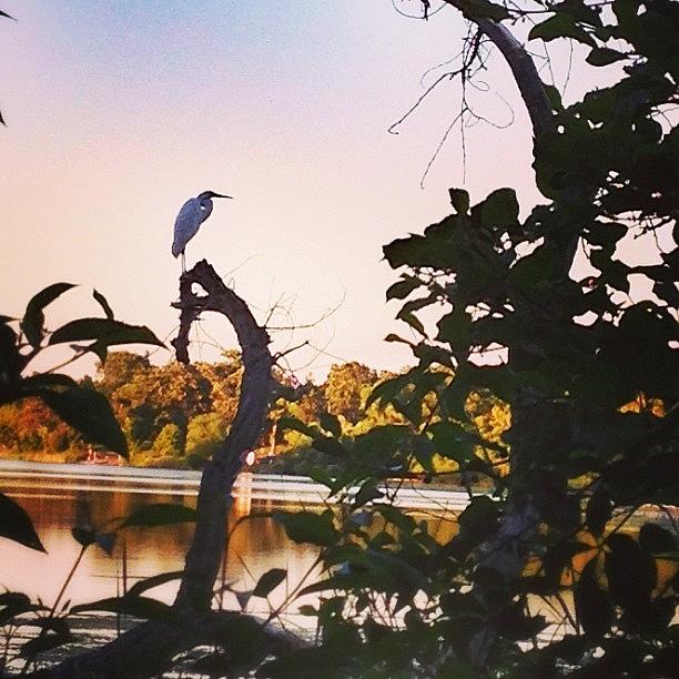 Egret Photograph - Beautiful Egret Watching The Lake by Betsy Nelson