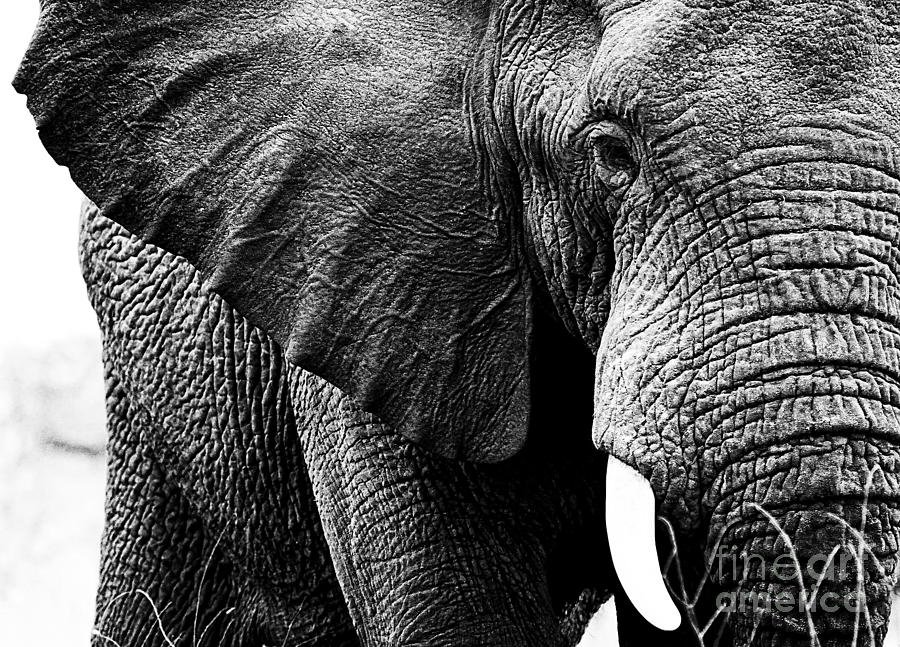 Black And White Photograph - Beautiful Elephant Black And White 1 by Boon Mee