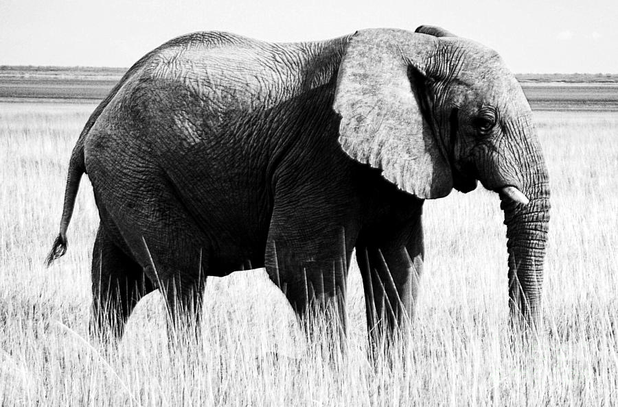 Beautiful Elephant Black And White 10 Photograph by Boon Mee