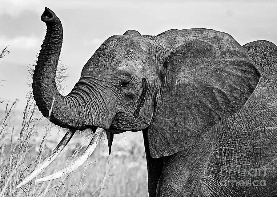 Beautiful Elephant Black And White 11 Photograph by Boon Mee