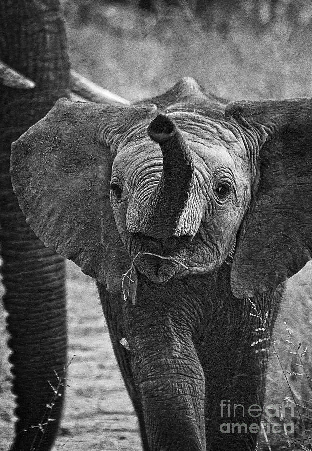 Beautiful Elephant Black And White 14 Photograph by Boon Mee