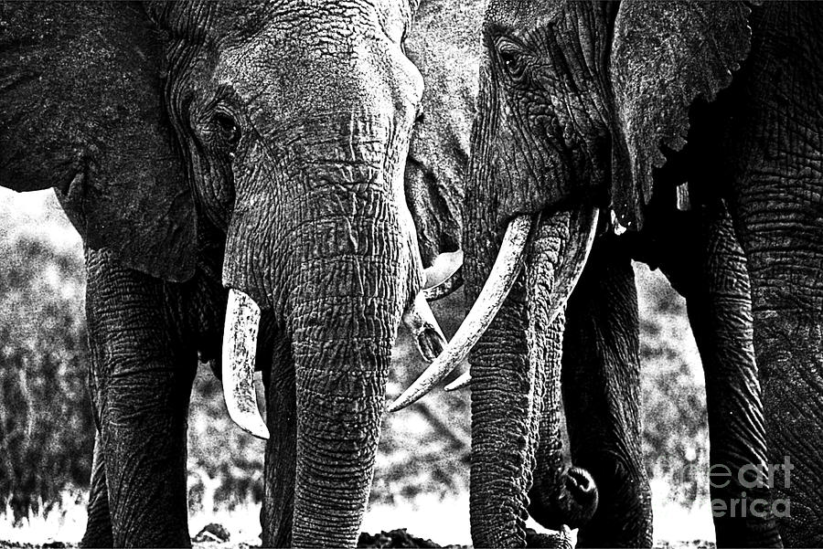Beautiful Elephant Black And White 15 Photograph by Boon Mee