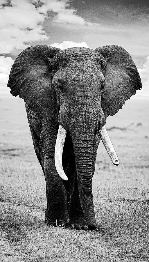 Beautiful Elephant Black And White 17 Photograph by Boon Mee