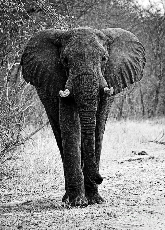 Beautiful Elephant Black And White 19 Photograph by Boon Mee