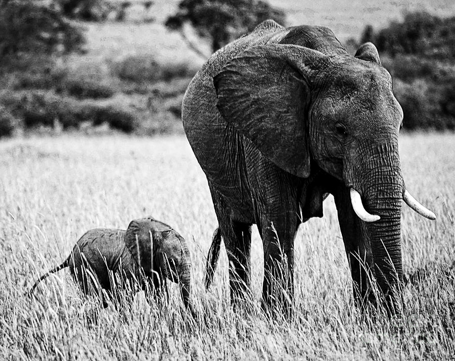 Beautiful Elephant Black And White 20 Photograph by Boon Mee