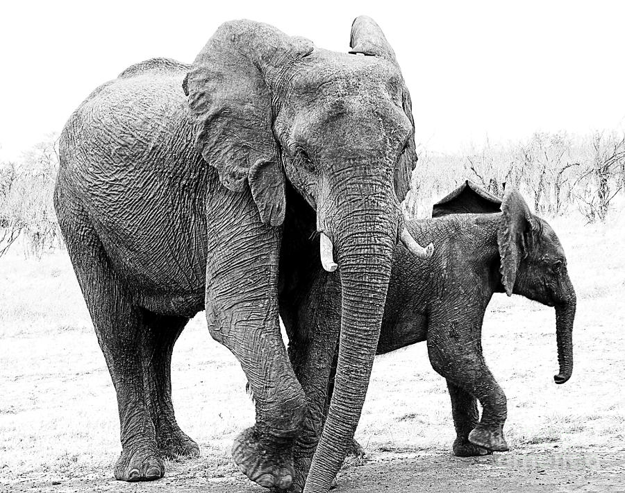 Beautiful Elephant Black And White 21 Photograph by Boon Mee