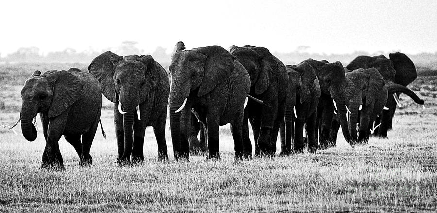 Beautiful Elephant Black And White 22 Photograph by Boon Mee