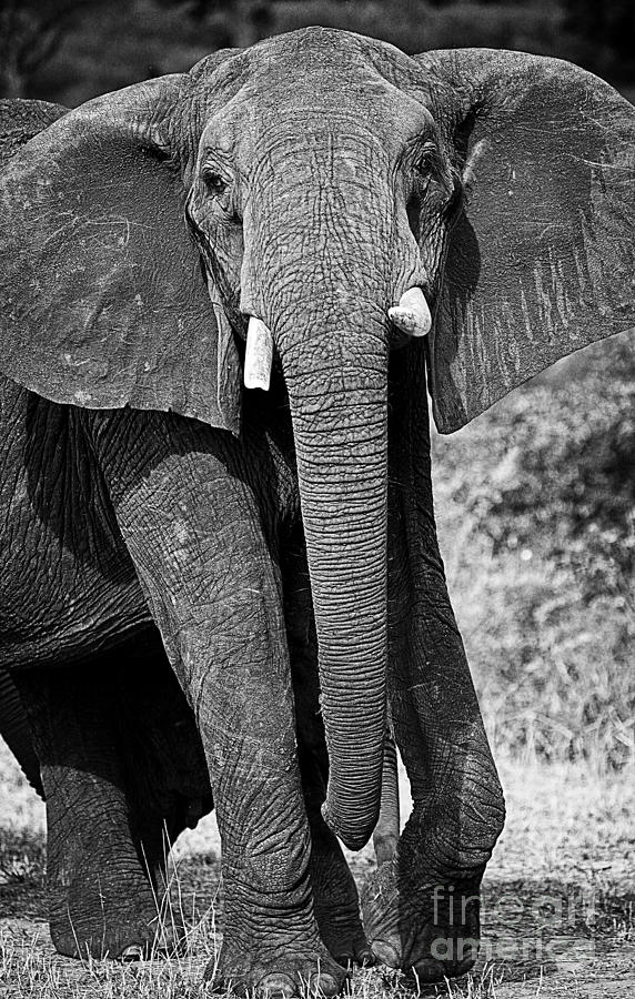 Beautiful Elephant Black And White 23 Photograph by Boon Mee