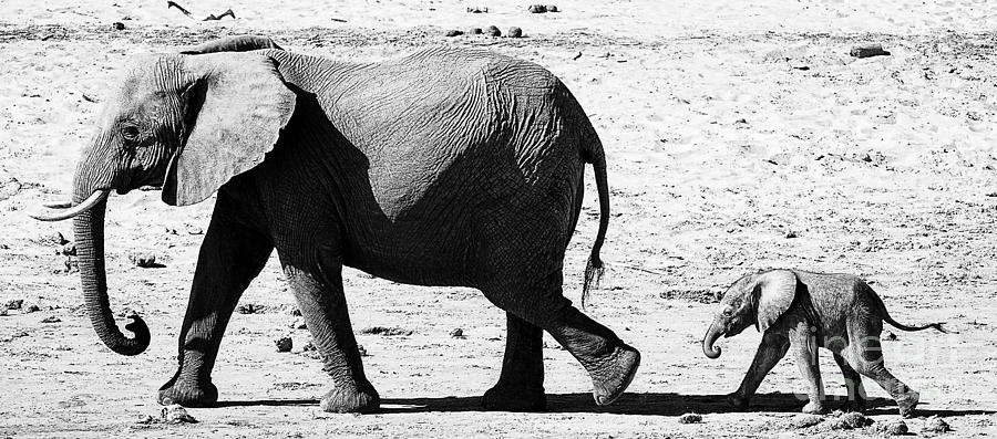 Beautiful Elephant Black And White 24 Photograph by Boon Mee
