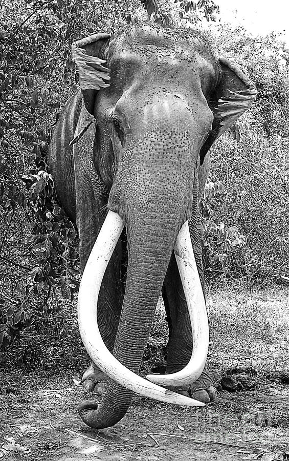 Beautiful Elephant Black And White 25 Photograph by Boon Mee