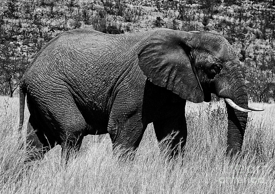 Beautiful Elephant Black And White 26 Photograph by Boon Mee