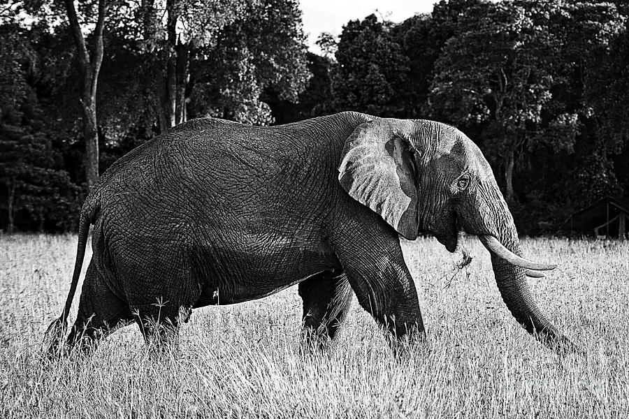 Beautiful Elephant Black And White 28 Photograph by Boon Mee