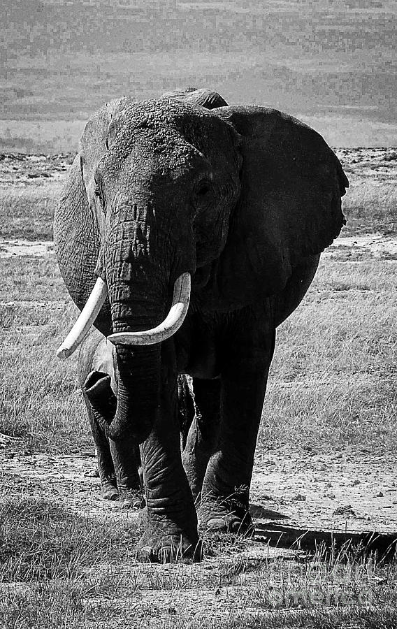 Beautiful Elephant Black And White 30 Photograph by Boon Mee