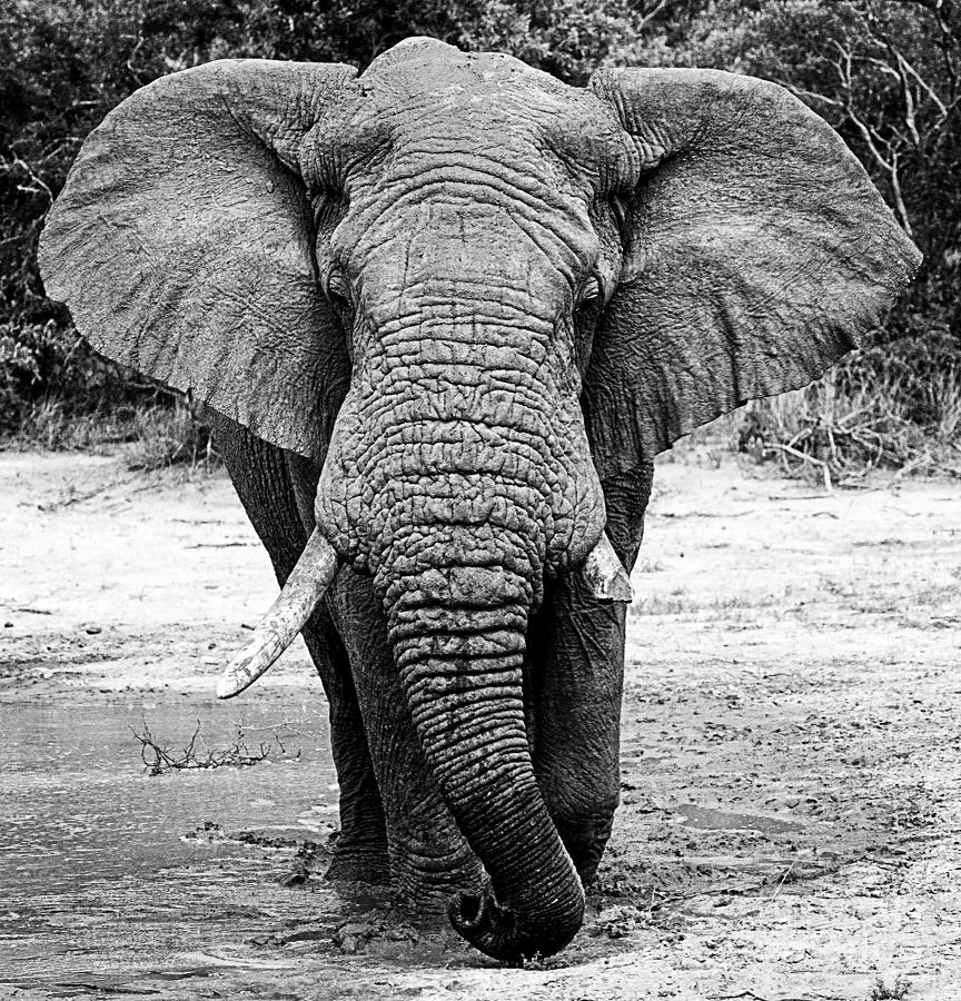 Beautiful Elephant Black And White 31 Photograph by Boon Mee