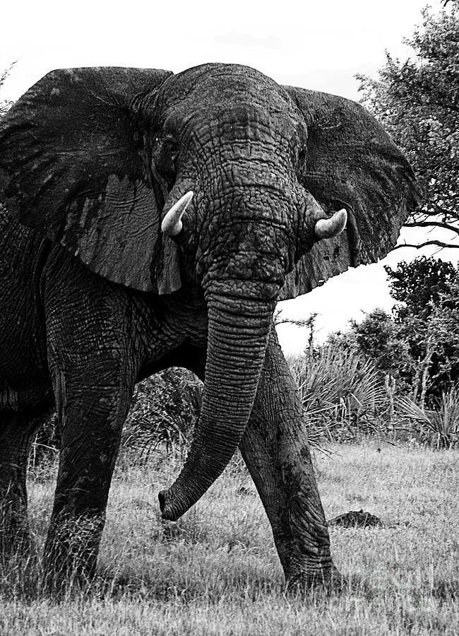 Beautiful Elephant Black And White 32 Photograph by Boon Mee