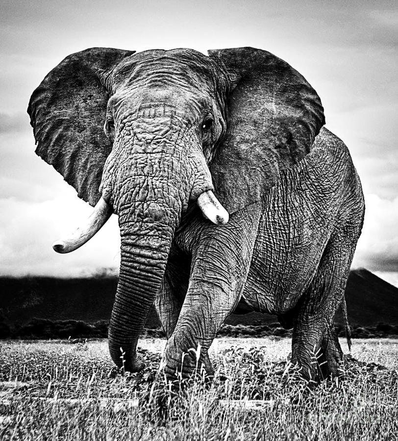 Beautiful Elephant Black And White 33 Photograph by Boon Mee