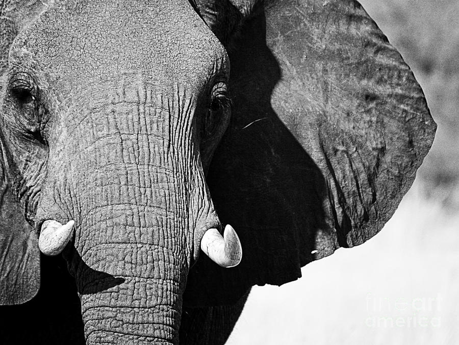 Beautiful Elephant Black And White 36 Photograph by Boon Mee